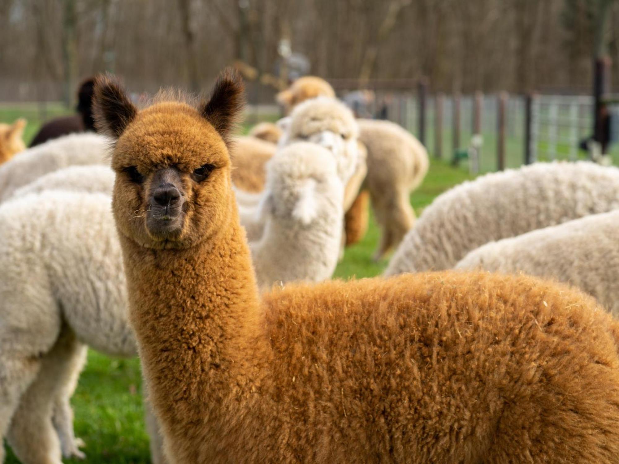Alpacafarm Vorstenbosch Exterior photo