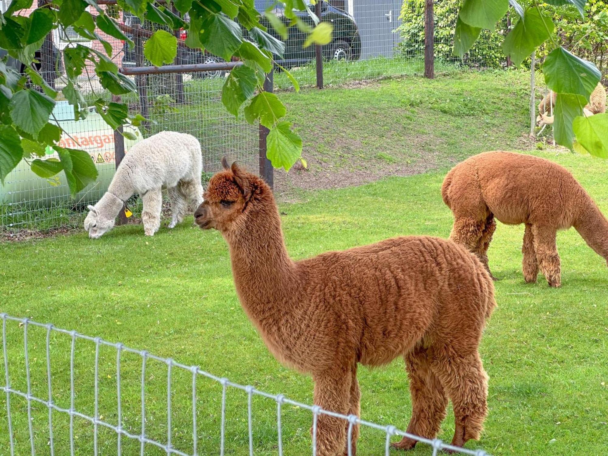 Alpacafarm Vorstenbosch Exterior photo